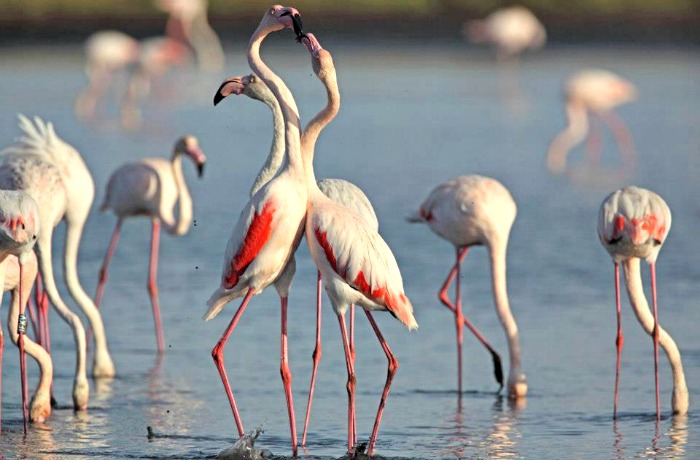 Pink Flamingos in Maremma, photo via JustinToscana.com