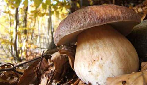 Mushrooms in Autumn, via Turismo in Toscana